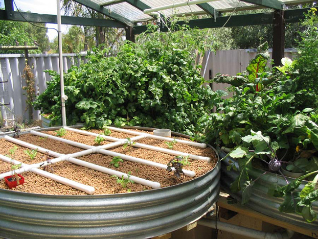 Backyard Aquaponics Plans